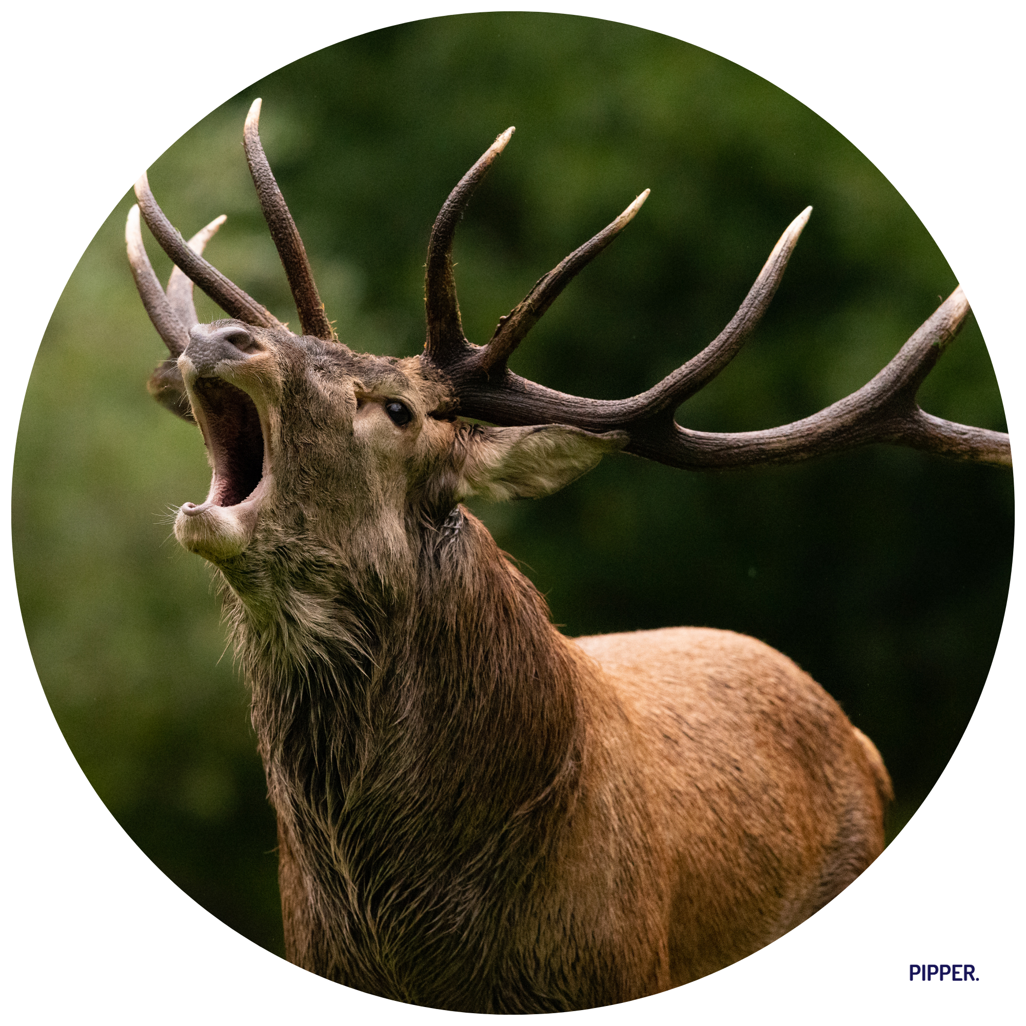 Kruhová nálepka na stenu – lesný jeleň